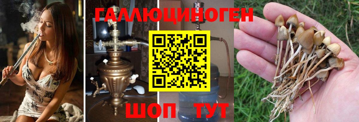 Псилоцибиновые грибы MAGIC MUSHROOMS  Вход с VPN  Тосно 